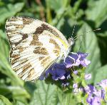 Zebra White underwings